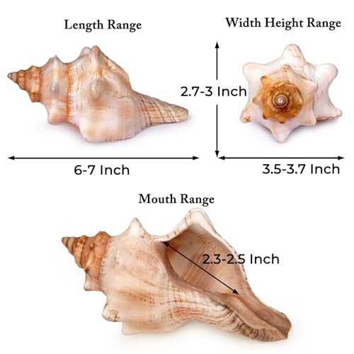 Giant Natural Conch Shell, Striped Fox Conch Seashell 6-7 inches, Large Sea Shell for Vase Filler, Air Plants, Wedding Decor Beach Theme Party