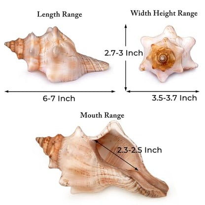 Giant Natural Conch Shell, Striped Fox Conch Seashell 6-7 inches, Large Sea Shell for Vase Filler, Air Plants, Wedding Decor Beach Theme Party