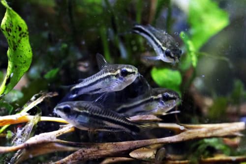Swimming Creatures 4 Pygmy Cory (Corydoras pygmaeus) Freshwater Aquarium Fish Live