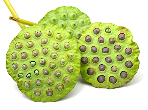 Sacred Lotus Seeds for Planting – 15 Pack Nelumbo Nucifera Aquatic Flower Seeds, Water Garden Plants, Grow in Bowl or Pond, Easy Germination Bonsai Lotus, Indoor Outdoor Container Gardening