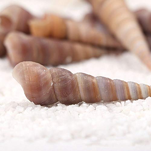 50 Pcs Medium Sea Shells Natural Seashells for Fish Tank, Home Decorations, Beach Theme Party, Wedding Decor, DIY Crafts, Fish Tan