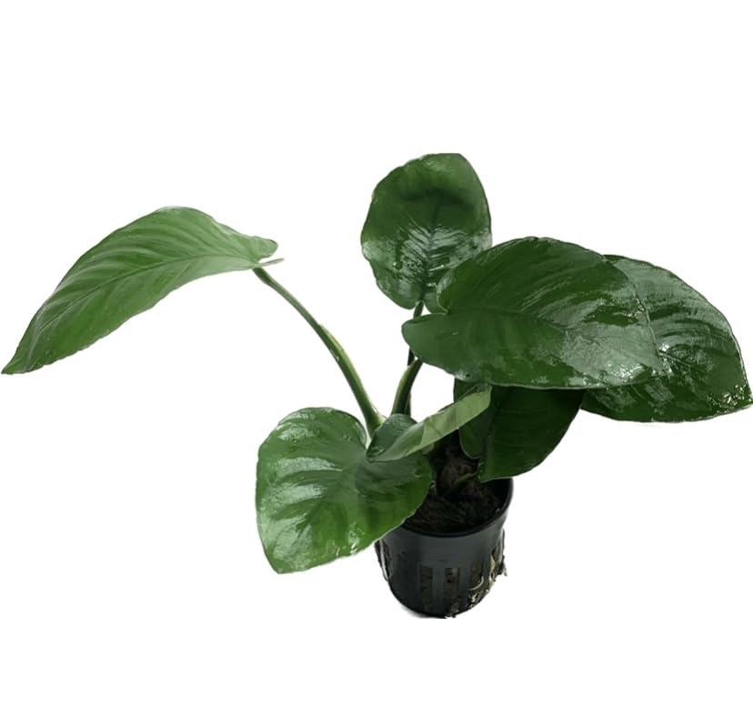 Anubias Barteri Pot Broad Leaf Anubias Easy Live Aquarium Plants Aquatic Plants Buy 2 G1F