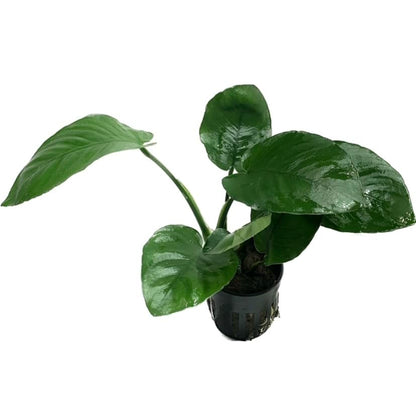 Anubias Barteri Pot Broad Leaf Anubias Easy Live Aquarium Plants Aquatic Plants Buy 2 G1F