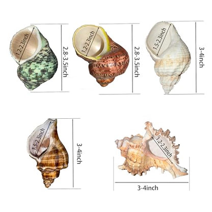 5PCS Large Hermit Crab Shells | Natural Sea Conch Shells Size 2.8" - 4", Opening Size 1.2" - 2.3" | Turbo Seashells for Hermit Crab Supplies and Fish Tank Decoration and live hermit crab accessories