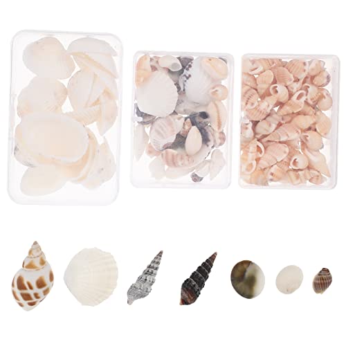 Craft Shells of Natural Decorative Shells for Aquarium Decor Candle Making and Home Crafting for Nautical Decorations and Floral Arrangements