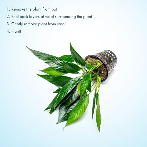 Anubias Live Aquarium Plants - Potted Freshwater Plant for Fish Tanks, Terrariums - Beginner Friendly Low Light (Lanceolata, Mother Plant)