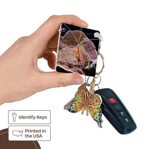 3dRose, cleaner shrimp red animal aquarium, Key Chain - size: set of 2 Key Chains