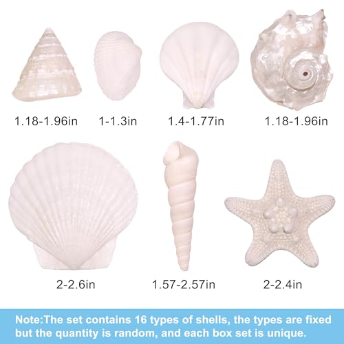 Silver White Sea Shell Mixed Ocean Shells Set, 1.2"-2.6" Various Sizes Natural Seashell & Starfish for Beach Themed Decor, DIY Crafts, Vase Fillers, Fish Tank, Home, Wedding & Party Decoration