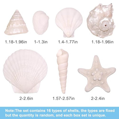 Silver White Sea Shell Mixed Ocean Shells Set, 1.2"-2.6" Various Sizes Natural Seashell & Starfish for Beach Themed Decor, DIY Crafts, Vase Fillers, Fish Tank, Home, Wedding & Party Decoration