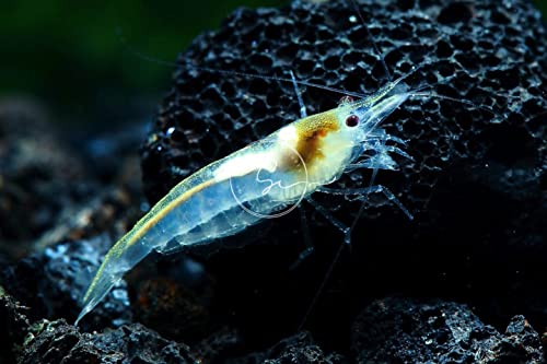 Swimming Creatures™ Premium Neocaridina Shrimp – Freshwater Aquarium Shrimp (10, Premium Snowball) - color: PREMIUM SNOWBALL
