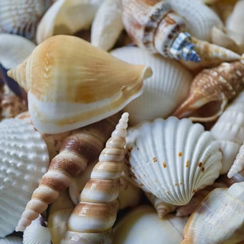 Sea Shells Mixed Beach Seashells, Various Sizes Natural Ocean Seashells Conch for Beach Themed Party DIY Crafts Fishtank Vase Fillers Home Wedding Decorations (15)