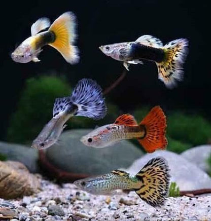 Swimming Creatures™ 15 Assorted Male & Female Guppy Live Tropical Freshwater Aquarium Fish