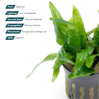 Java Fern Live Aquarium Plants - Potted Freshwater Plant for Fish Tanks - Beginner Friendly, Low Light (Narrow Mini, 1 Pot) - color: Narrow Mini, size: Pot - 1 Count