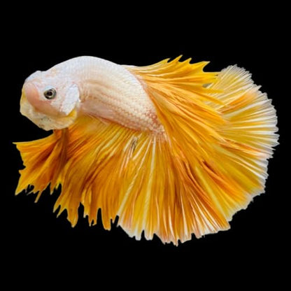 Yellow Dragon Halfmoon Male Betta Fish, 1 Count, Live Fish for Aquarium, Exotic Freshwater Live Fish