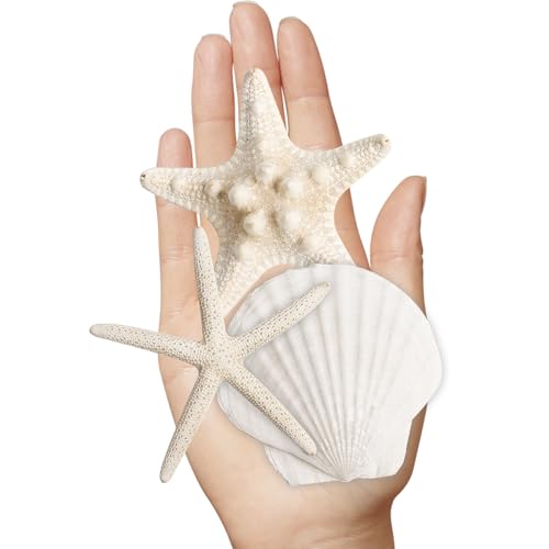 16 Pieces Starfish and Scallop Shells for Crafts 2.6"-3.8" Large Seashells Natural Sea Shells for Crafts Christmas Decor Beach Party Wedding Fishtank