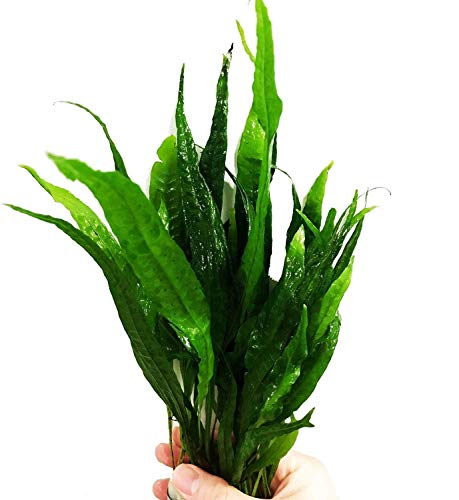 (10+ Leaves) Microsorum Pteropus Java Fern Live Aquarium Plant Tall Bunch Aquatic Fish Tank Decoration