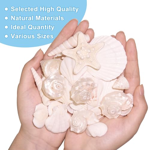 Silver White Sea Shell Mixed Ocean Shells Set, 1.2"-2.6" Various Sizes Natural Seashell & Starfish for Beach Themed Decor, DIY Crafts, Vase Fillers, Fish Tank, Home, Wedding & Party Decoration