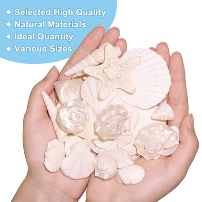 Silver White Sea Shell Mixed Ocean Shells Set, 1.2"-2.6" Various Sizes Natural Seashell & Starfish for Beach Themed Decor, DIY Crafts, Vase Fillers, Fish Tank, Home, Wedding & Party Decoration