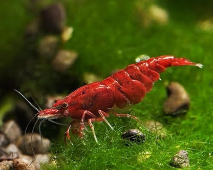 Fire Red Premium High-Grade Neocaridina Freshwater Aquarium Shrimp, Live Arrival Guarantee, 15+ Live Shrimp - color: Red, size: 15