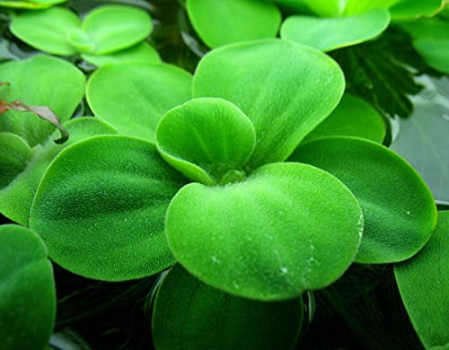 3 Types of Super Easy/Beginner Live Aquarium Plants - Bacopa + Hornwort + Easy Floating Plants BUY2GET1FREE!