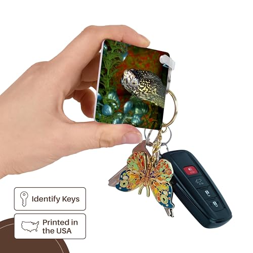 3dRose, Razorbacked Musk turtle head color in aquarium, set of 2 Key Chains