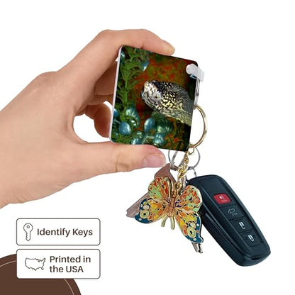 3dRose, Razorbacked Musk turtle head color in aquarium, set of 2 Key Chains