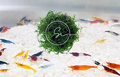 Swimming Creatures™ Premium Neocaridina Shrimp – A Perfect Combo to Brighten Your Aquarium! (10 Premium Mix + Java Moss (1sq inch Portion))