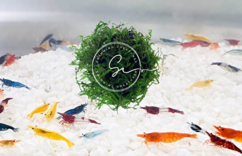 Swimming Creatures™ Premium Neocaridina Shrimp – A Perfect Combo to Brighten Your Aquarium! (10 Premium Mix + Java Moss (1sq inch Portion))