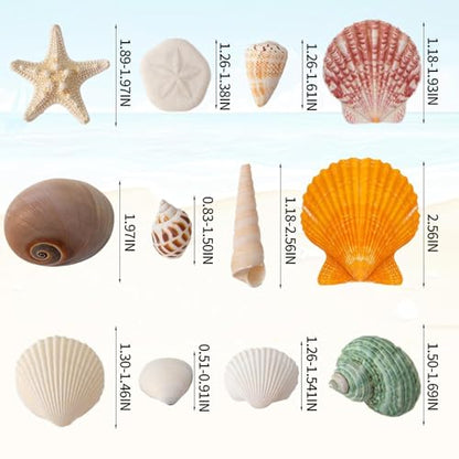 12 Kinds 50 PCS Natural Mixed Seashells Various Sizes, Sea Shells for Crafts, DIY Vase Fillers, Home Decor & Wedding Decorations, Birthday Gift, Beach Theme Party Supplies