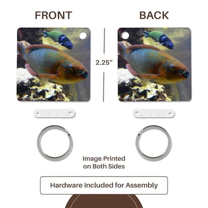 3dRose, colorful parrotfish animal fish aquarium, Key Chain