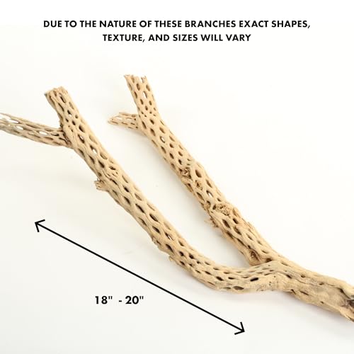 Koyal Wholesale 18-20" Cholla Wood Aquarium Leopard Gecko Tank Accessories Untreated Large Driftwood for Aquarium Wood Hermit Crab Accessories Drift Wood for Shrimp Tank Gecko Accessories