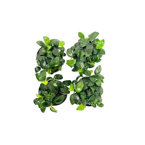 4X Anubias Nana Petite Potted Aquarium Live Plant for Fish Tank Decoration