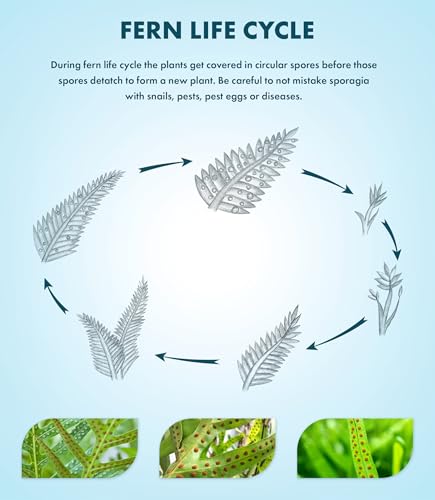 Live Plants - Azolla Caroliniana, Mosquito Fern, Floating Aquarium Plant, Green Floating Plant for Freshwater Aquariums, Ponds - 1 Cup - color: Azolla / Mosquito Fern / Fairy Moss