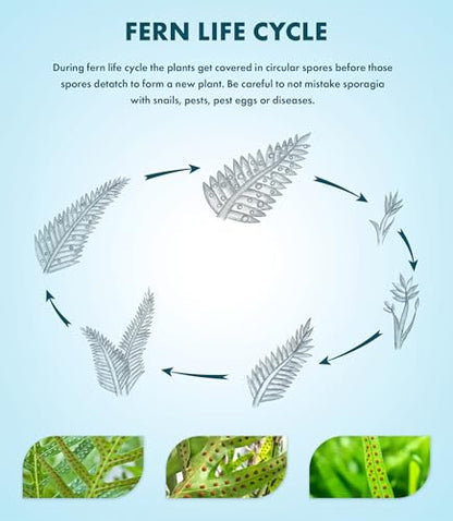 Java Fern Live Aquarium Plants - Freshwater Plant for Fish Tanks - Beginner Friendly, Low Light (Java Fern, Bare Root (1 Piece)) - color: Java Fern, size: Bare Root - 1 Count