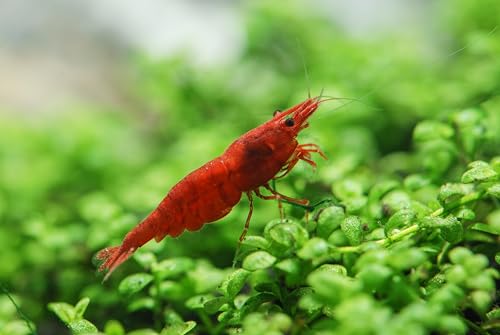 Swimming Creatures™ Premium Grade Neocaridina Shrimps with Assorted Mystery Snails, Freshwater Aquarium, 100% Live Arrival Guarantee (10 Premium FIRE RED + 3 Mystery Snail)