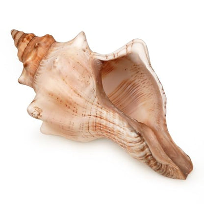 Giant Natural Conch Shell, Striped Fox Conch Seashell 6-7 inches, Large Sea Shell for Vase Filler, Air Plants, Wedding Decor Beach Theme Party
