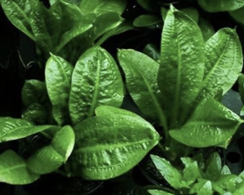 Rosette Sword Echinodorus Parviflorus Live Aquarium Plants Rooted Bundle for Fish Tank Buy 2 Get 1