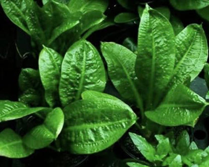 Rosette Sword Echinodorus Parviflorus Live Aquarium Plants Rooted Bundle for Fish Tank Buy 2 Get 1