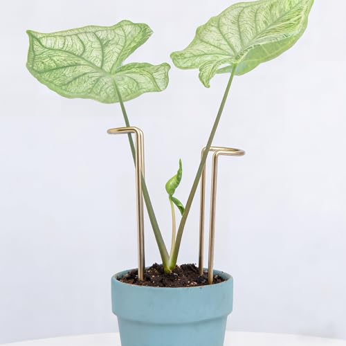 8.7 Inch Indoor Plant Trellis -10 Pack Small Gold Plant Supports for Outdoor Plants, Monstera Trellis Stakes & Stem Holders, Durable Iron Garden Flower Support for Young Plant Growth - color: Gold, size: 8.7 Inch H
