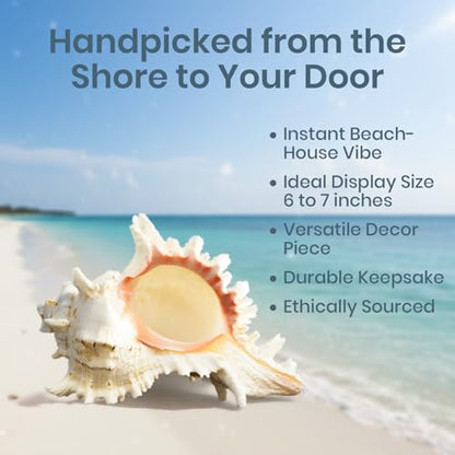 Conch Shell Decor - Seashell Decor - 6-7" Large Murex Ramosus Sea Shell - Shells for Decoration - Large Seashells for Crafts - Magic Conch Shell Room Decor