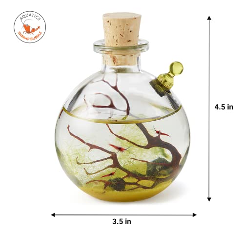 Self-Sustaining Ecosystem - Natural. Contains Live Opae Ula Shrimp