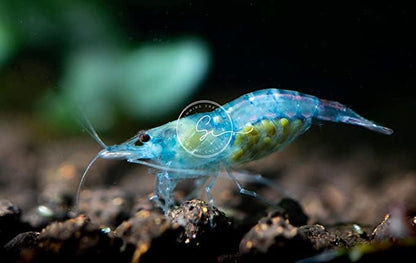 Swimming Creatures™ Premium Neocaridina Shrimp – Freshwater Aquarium Shrimp (10, Premium Mix (5 Colors)) - color: PREMIUM MIX (5 COLORS)