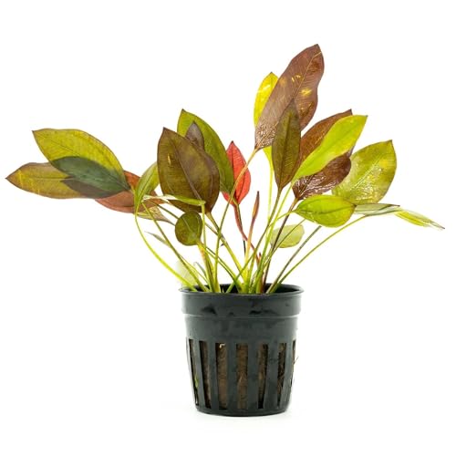 Live Plants - Echinodorus 'Aflame' (Echinodorus aflame) - Medium to High Light, Deep Red-Burgundy Accent for Midground to Background Freshwater Aquarium Aquascaping - Pot - color: Ech. Aflame, size: 1 Pot