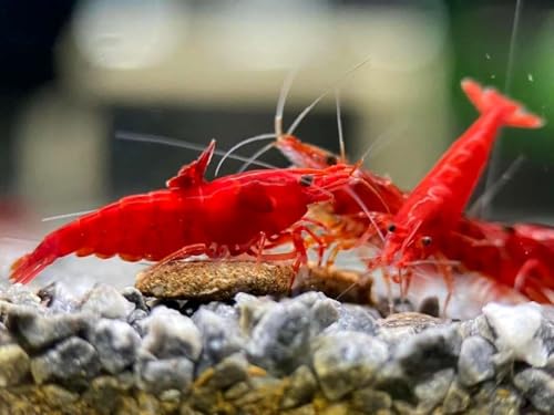 Fire Red Premium High-Grade Cherry Shrimp Neocaridina Freshwater Aquarium, Live Shrimp Freshwater Aquarium Live Arrival Guarantee (Pack 10) - color: Red, size: 10