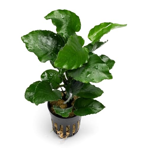 Live Jungle Plants - Anubias Emerald Bloom (Anubias barteri) - Compact Epiphytic Rhizome Plant for Midground Freshwater Aquascapes, Emerald Green Accent - Pot