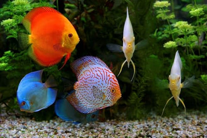 Brine Shrimp Flakes for Freshwater Cichlids, Angels, Tetras, Guppies, Marine Tangs, Butterflies, Angelfish, Anthias, Clown Fish. WL…1/4-lb Foil Pouch Bag - size: 4 Ounce (Pack of 1)