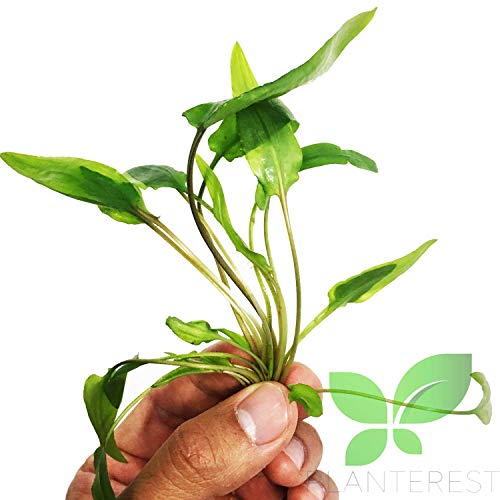 Cryptocoryne Wendtii Green Leaves Live Aquarium Plant Bunch Rooted BUY2GET1FREE