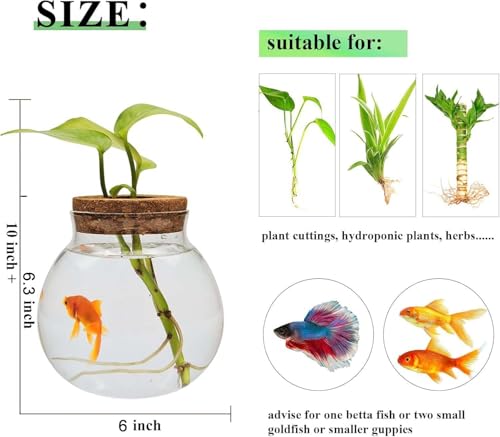 Small Fish Bowl, Cute Betta Tank, High Clear Fish Glass Bowl, Desktop Mini Aquarium Vases for Betta Fish and Hydroponic Plants, Plants Propagation Station, Home Office Table Decorations - size: 0.5 Gallon
