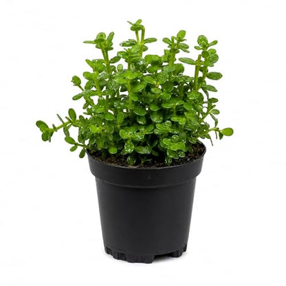 Bacopa Monnieri Moneywort Potted - Live Aquarium Plant for Freshwater Fish Tank, Easy Beginner Background Stem Plant, No CO2 Required, Greenhouse Grown in Texas - size: 2" Pot