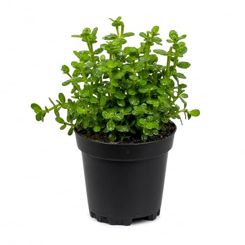 Bacopa Monnieri Moneywort Potted - Live Aquarium Plant for Freshwater Fish Tank, Easy Beginner Background Stem Plant, No CO2 Required, Greenhouse Grown in Texas - size: 2" Pot